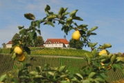 Mainschleife